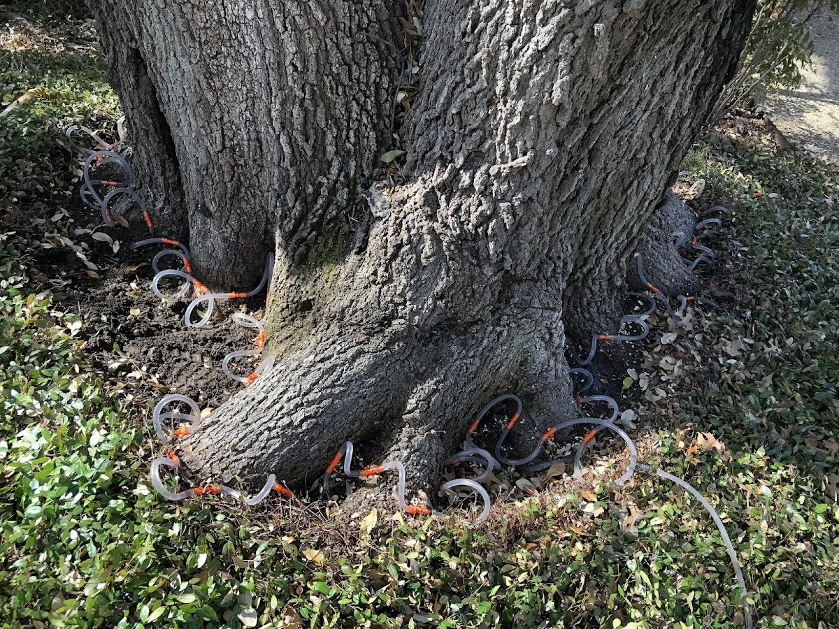 Detailed Tree Cabling and Bracing job site in Green Lane