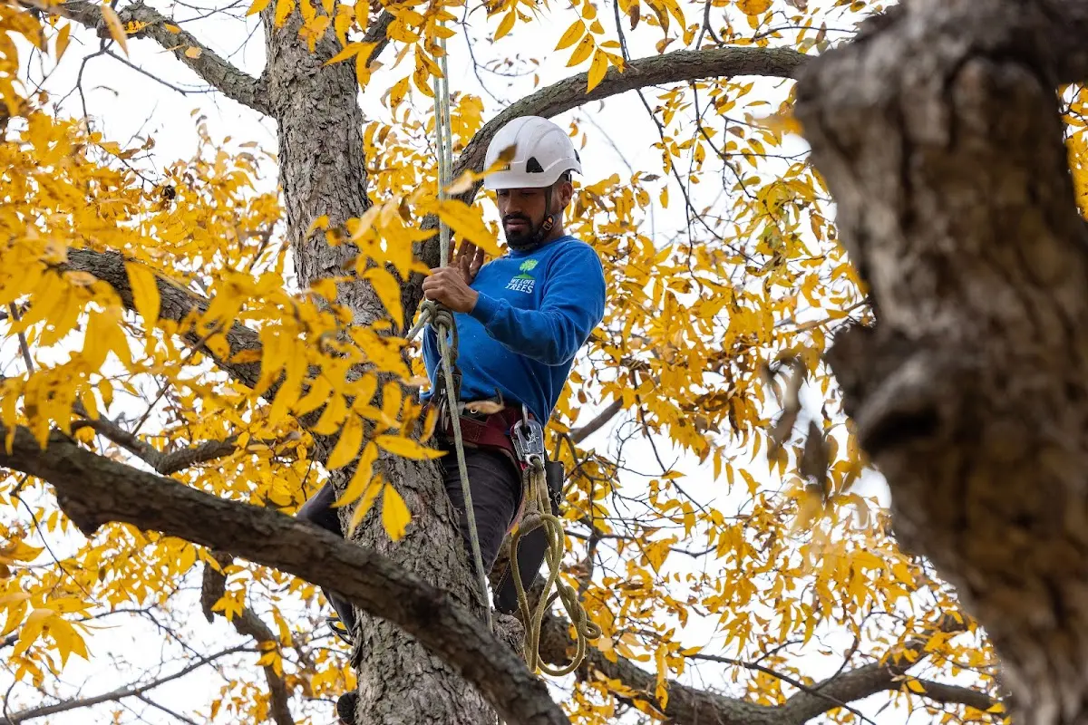 Skilled Tree Pruning crew working in Green Lane