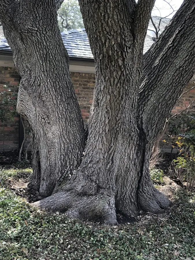 Mature heritage tree close to a Green Lane property cared for by certified arborists