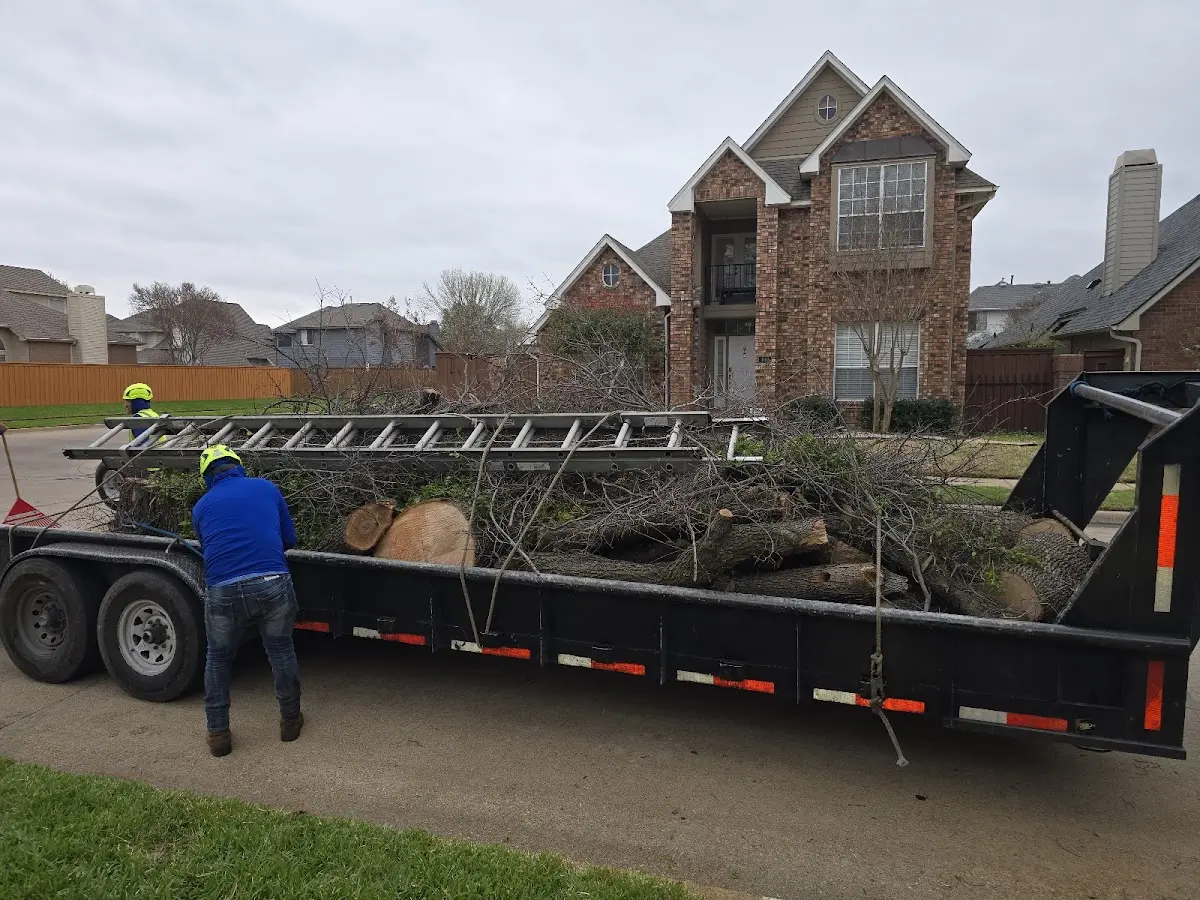Expert Tree Pest Control with proper safety equipment in Green Lane